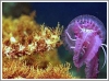 Морская аквариумистика