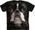 Boston Terrier