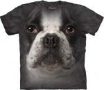 French Bulldog Face